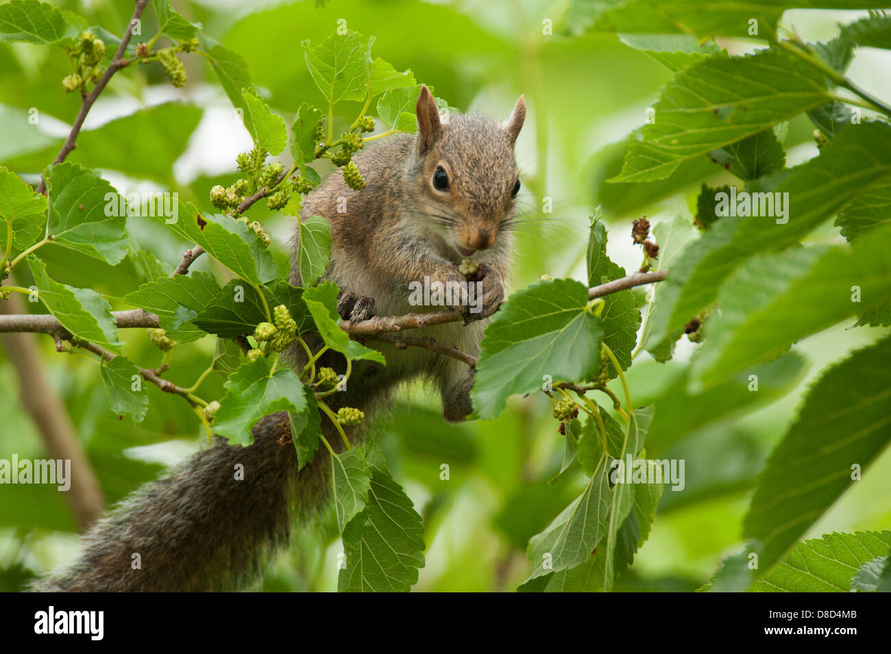 östliche graue Eichhörnchen Essen eine Knospe in einem Baum, High Island, Bolivar Island, Texas, USA Stockfoto