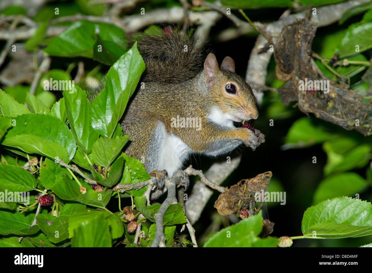 östliche graue Eichhörnchen Essen eine Knospe in einem Baum, High Island, Bolivar Island, Texas, USA Stockfoto