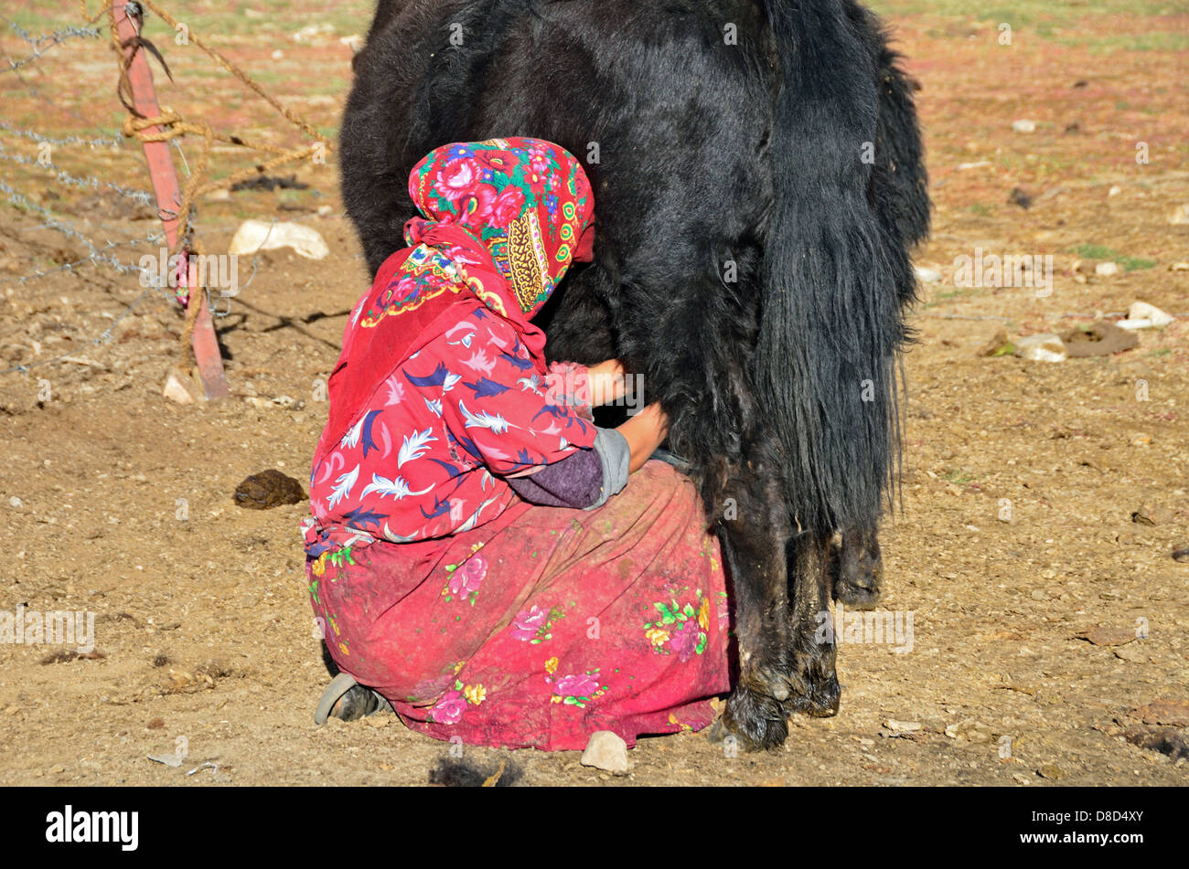 Kirgisische Frau Melken ein yak Stockfoto