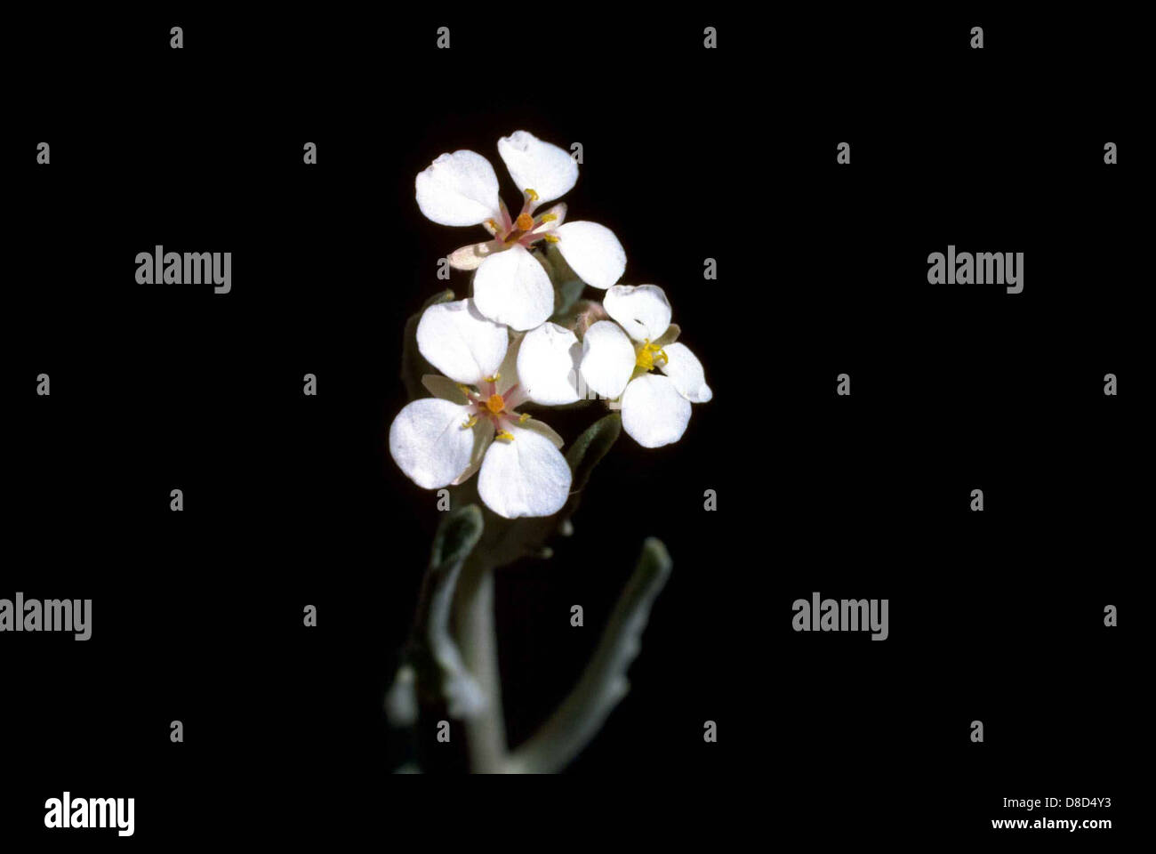 Professionelle Studioaufnahmen von weißen Blüten auf schwarzem Hintergrund. Stockfoto