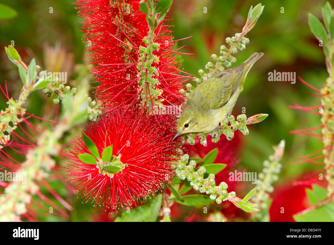 Orange-gekrönter Warbler thront auf einem Ast und Nahrungssuche ein Blume, High Island, Bolivar Island, Texas, USA Stockfoto