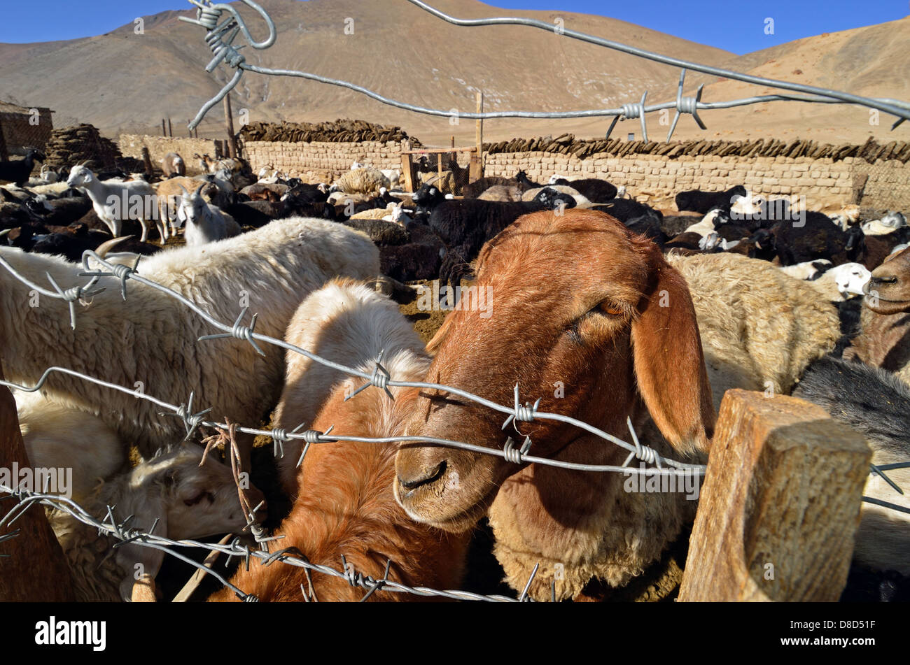 Schafe und Ziegen in einem kirgisischen Nomadencamp in der Nähe von Rang-Kul im Pamir-Gebirge Stockfoto