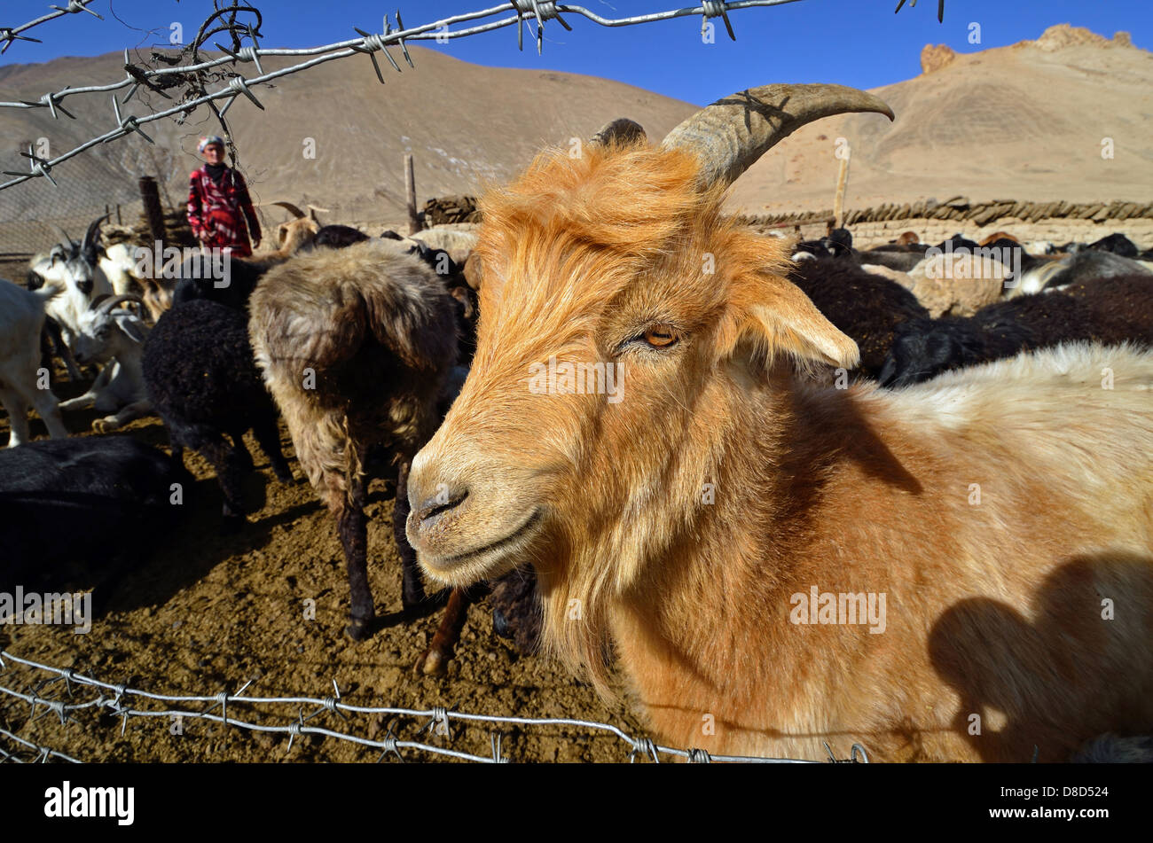Eine Ziege in einem kirgisischen Nomadencamp in der Nähe von Rang-Kul im Pamir-Gebirge Stockfoto