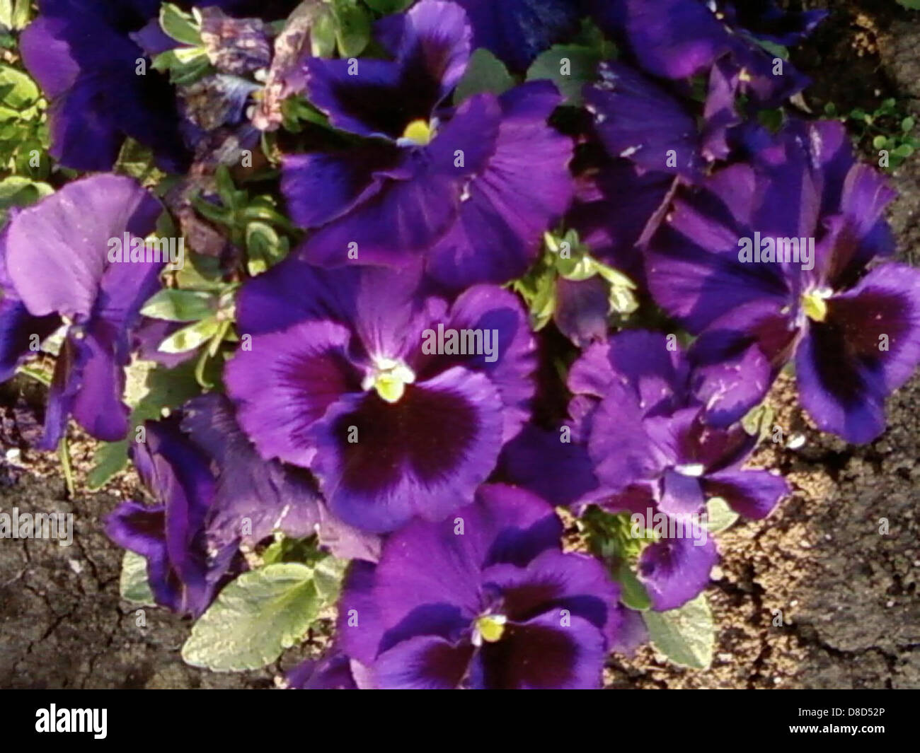 Eine violette Blume blüht im Park und zeigt ihre leuchtende Farbe vor dem grünen Hintergrund. Die Blume verleiht der natürlichen Umgebung einen Farbtupfer. Stockfoto