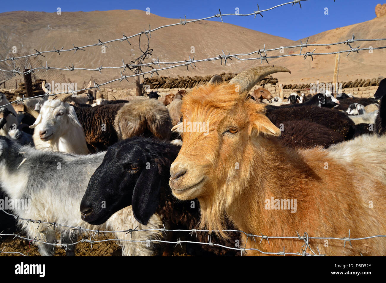 Schafe und Ziegen in einem kirgisischen Nomadencamp in der Nähe von Rang-Kul im Pamir-Gebirge Stockfoto