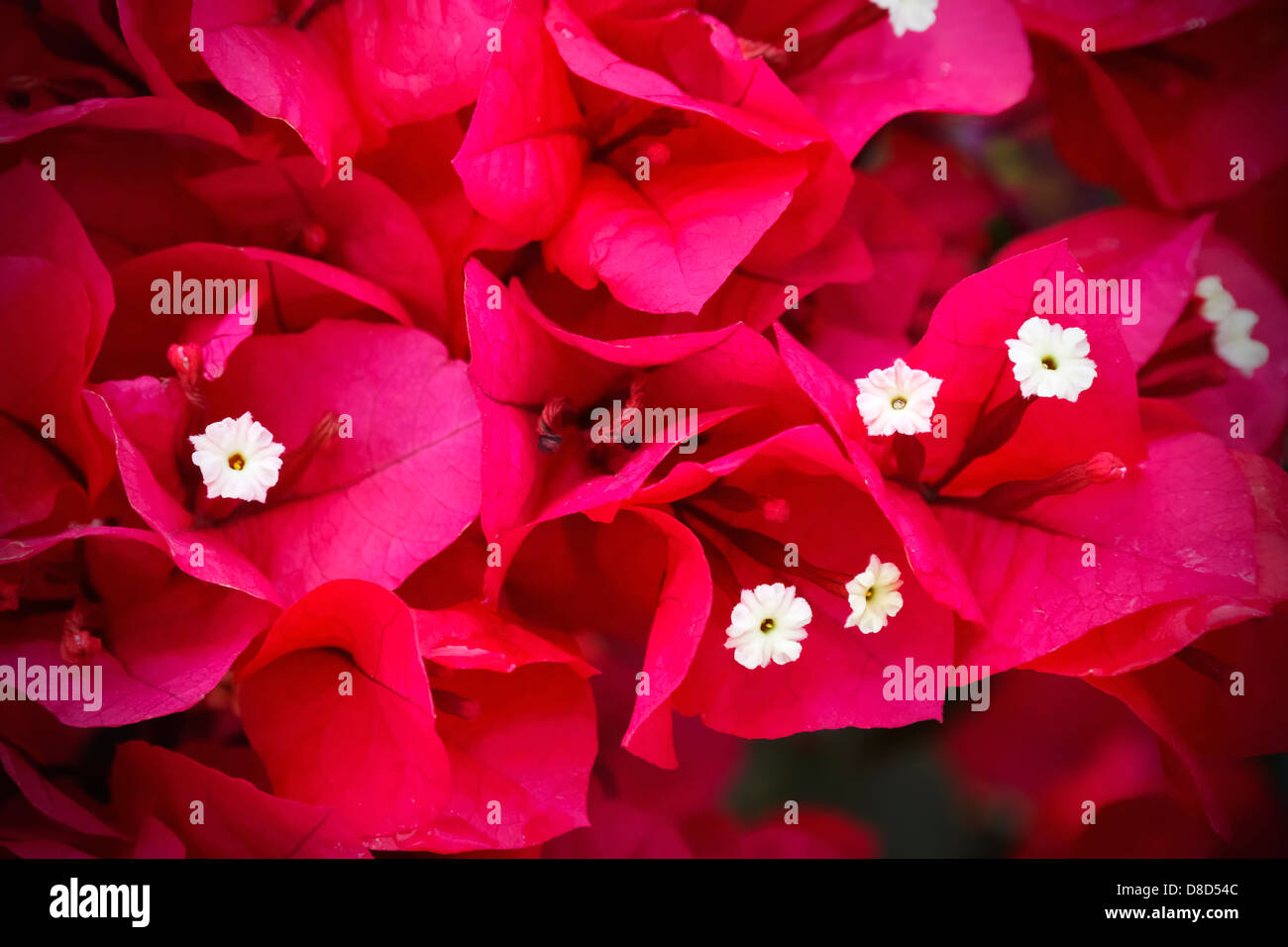 Rote Bougainvillea-Blüten Stockfoto