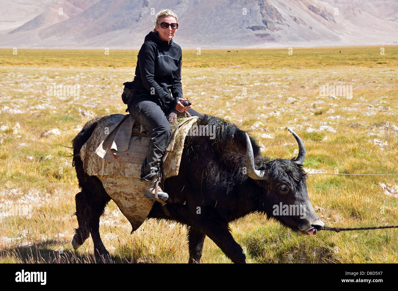 Reiten ein Yak in den Pamir, Tadschikistan Stockfoto