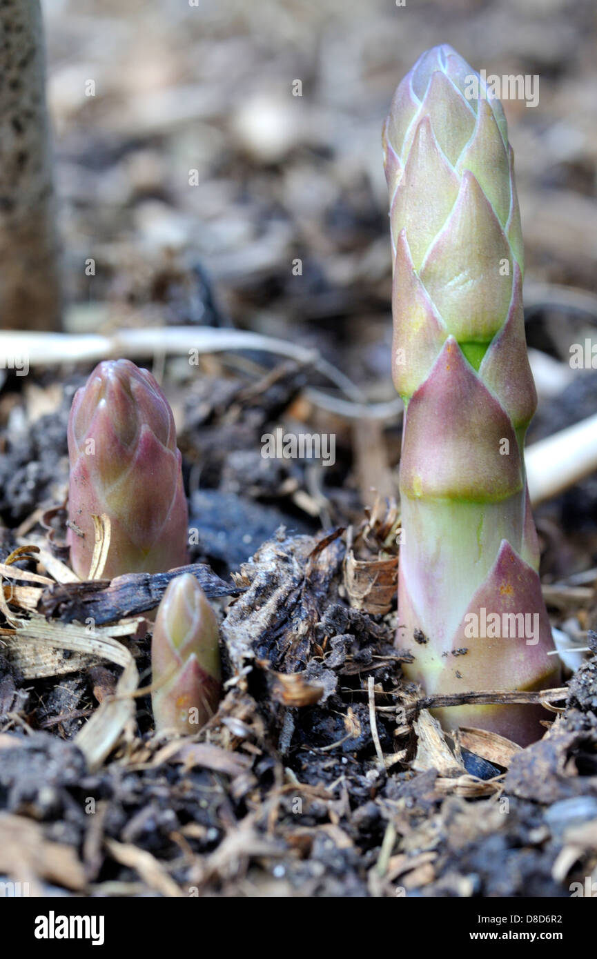 Neue Spargelstangen entstehen Stockfoto