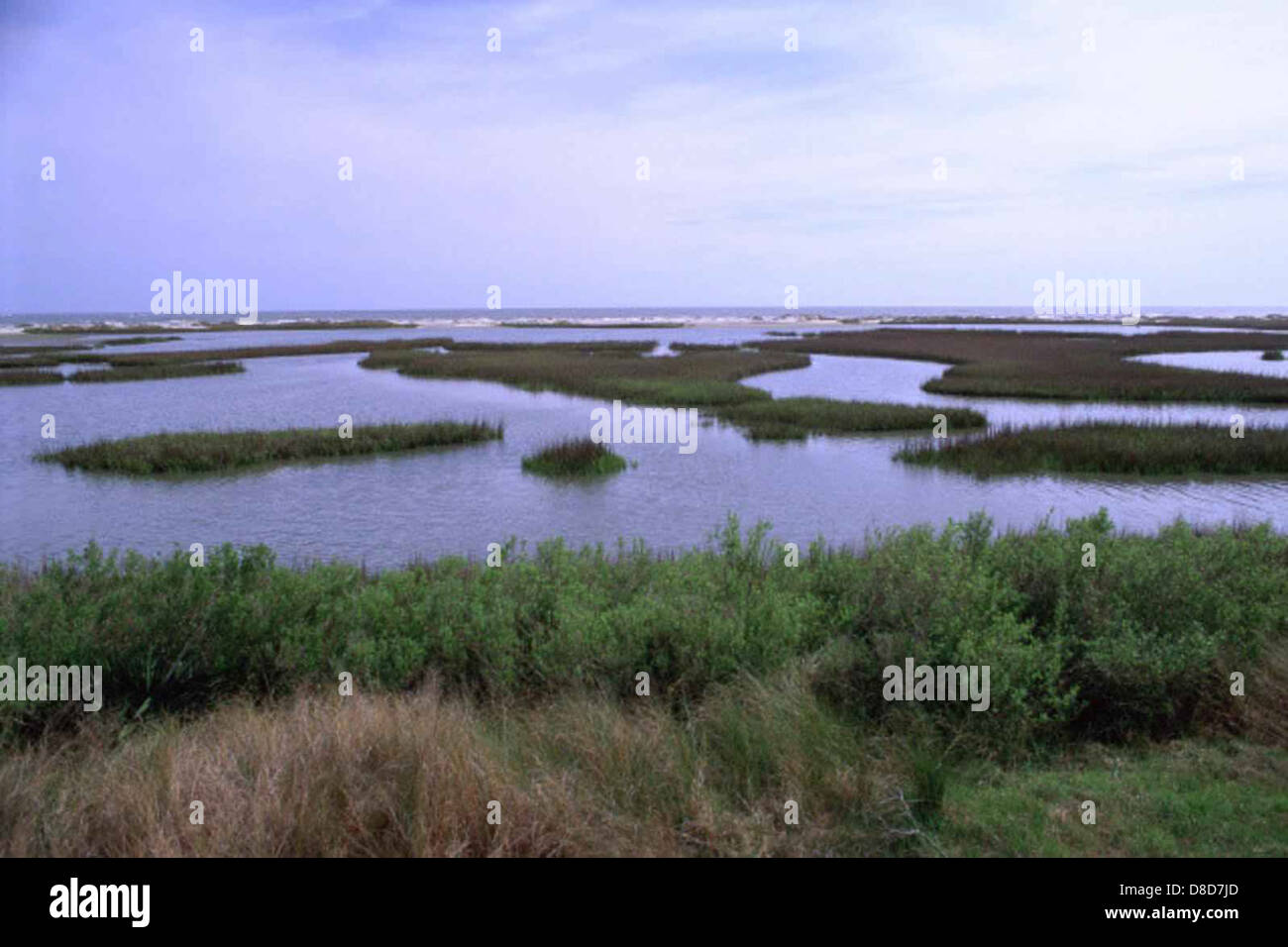 Salz-Sumpf-Ozean im Hintergrund mit weißen Barriere zwischen und grüne Pflanze. Stockfoto