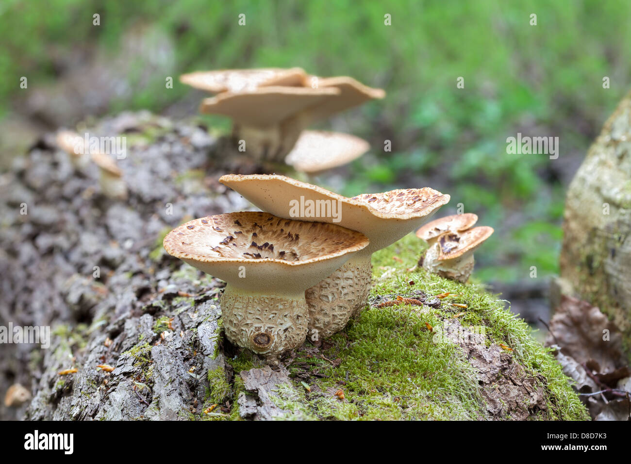 Polyporus an Stockfoto