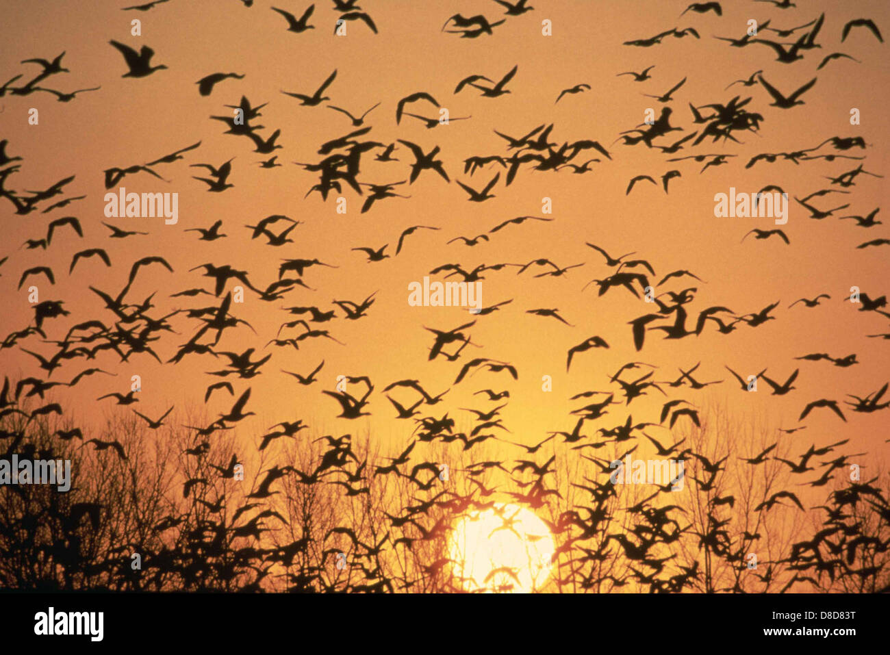 Eine Gruppe von Gänsen, die während des Sonnenaufgangs in Formation fliegen und ihren anmutigen Flug gegen den farbenfrohen Himmel zeigen. Das Licht am frühen Morgen verstärkt die friedliche und natürliche Atmosphäre der Szene. Stockfoto