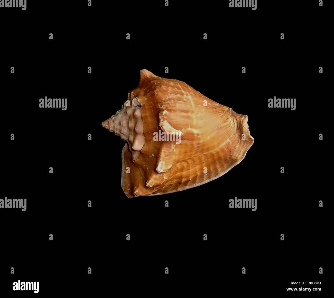 Eine Vielzahl von farbenfrohen Muscheln sind im Studio eines Fotografen sorgfältig angeordnet und zeigen ihre komplexen Designs und Texturen. Die Muscheln fangen das Wesen des Ozeans ein und heben die Schönheit der Natur hervor. Stockfoto