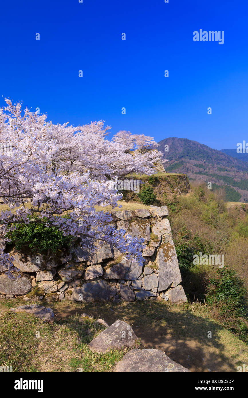 Kirschbaum in voller Blüte und Takeda Burg Stockfoto