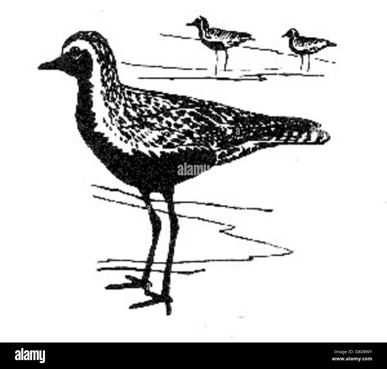 Eine schwarz-weiße künstlerische Zeichnung eines Ufervogels, insbesondere eines goldenen Plovers. Die Skizze betont die zarten Merkmale und die markante Form des Vogels und hebt seinen Küstenlebensraum hervor. Stockfoto