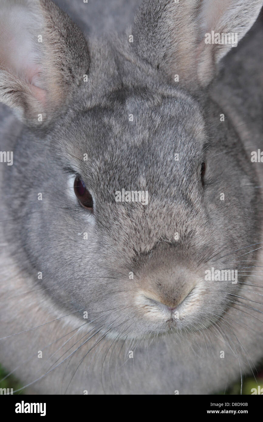 Hauskaninchen Stockfoto