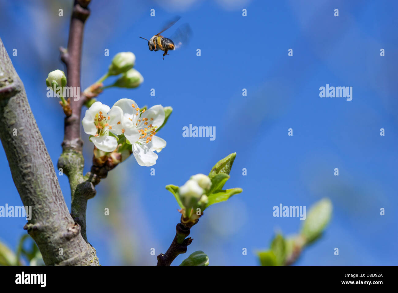 Blüten einer Pflaume mit einer Honigbiene fliegen Stockfoto