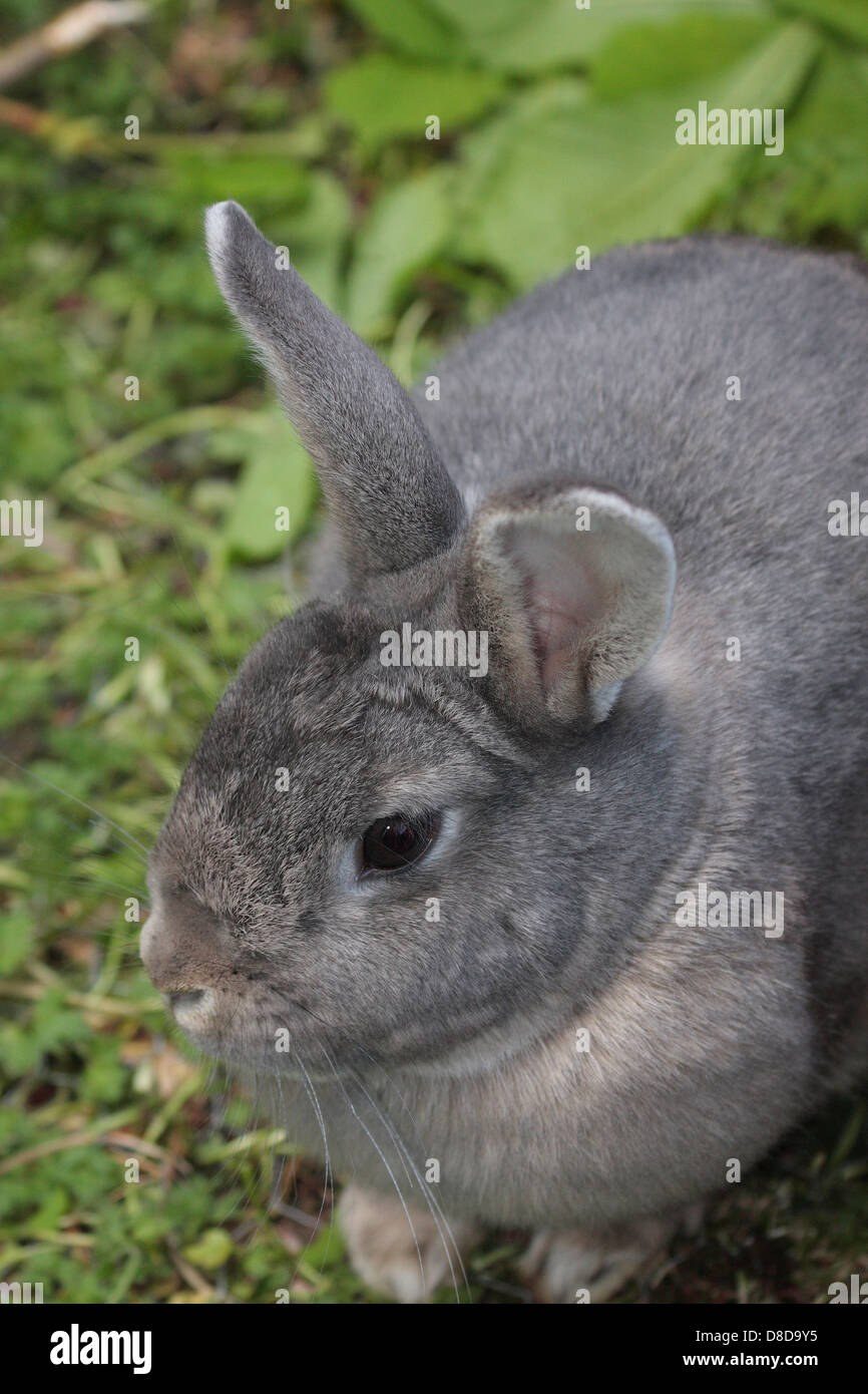 Hauskaninchen Stockfoto
