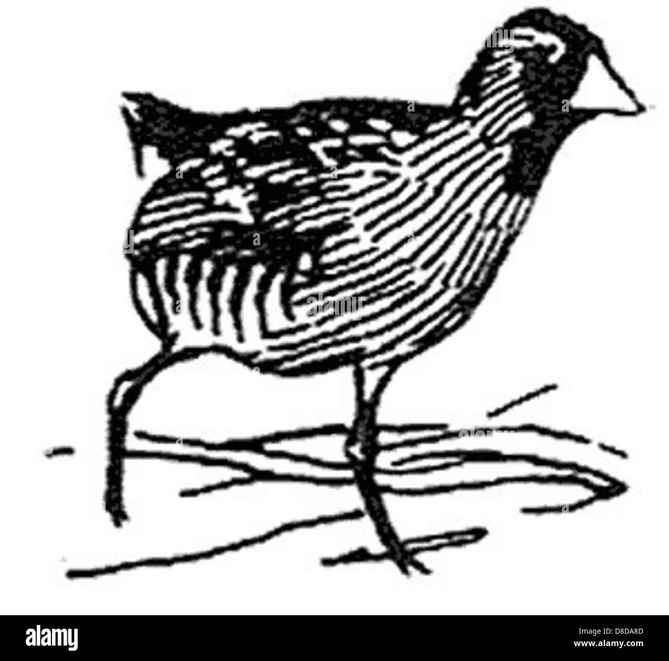 Diese schwarz-weiße Abbildung zeigt den Vogel Sora Rail, wissenschaftlich bekannt als Porzana carolina. Er ist ein kleiner Wasservogel, der häufig in Feuchtgebieten in Nordamerika vorkommt. Stockfoto