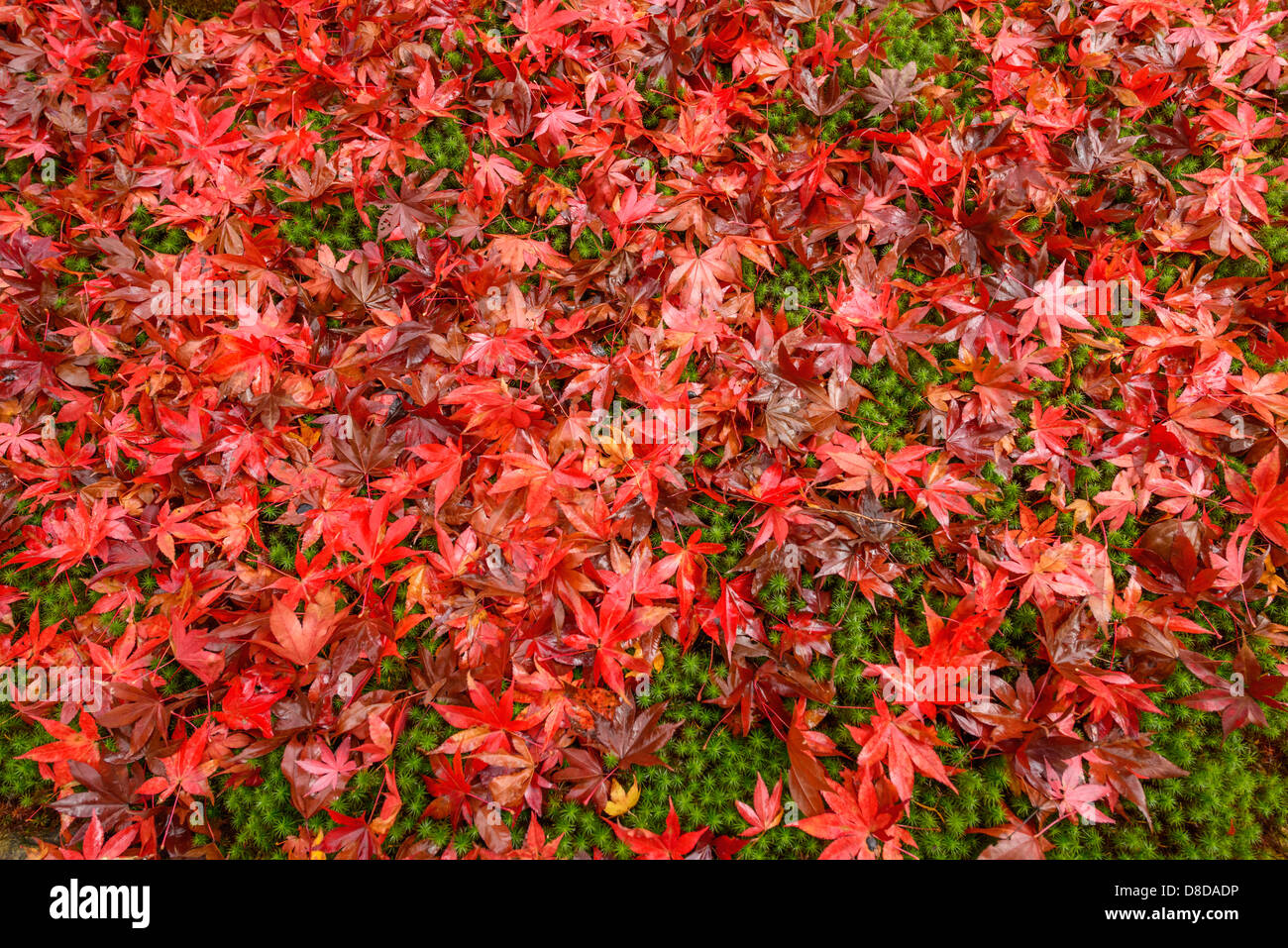 Ahornblätter im Herbst in Kyoto Stockfoto
