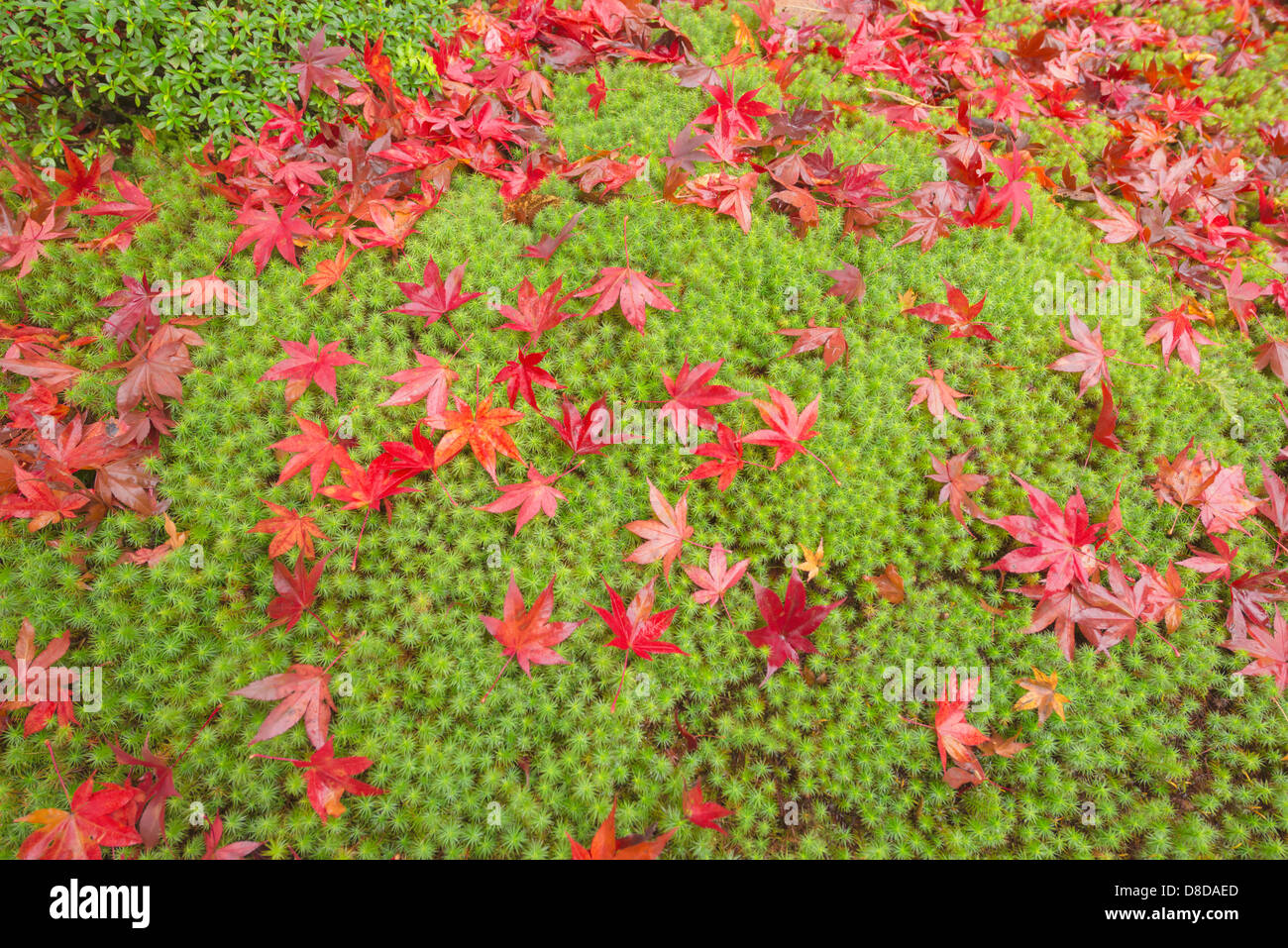 Ahornblätter im Herbst in Kyoto Stockfoto