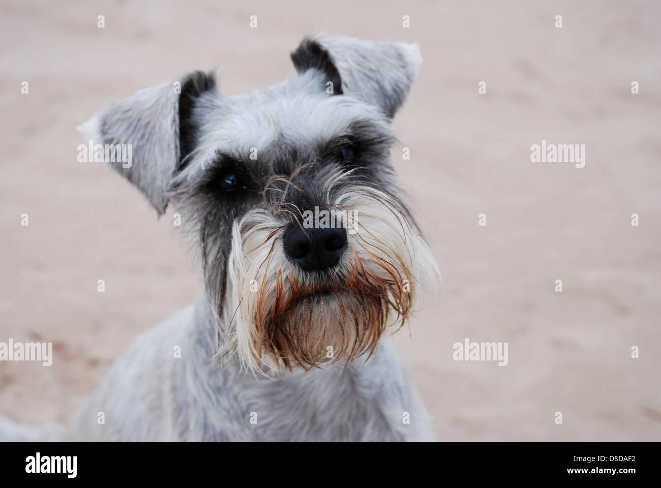 Hund am Strand von St Cyrus, UK Stockfoto