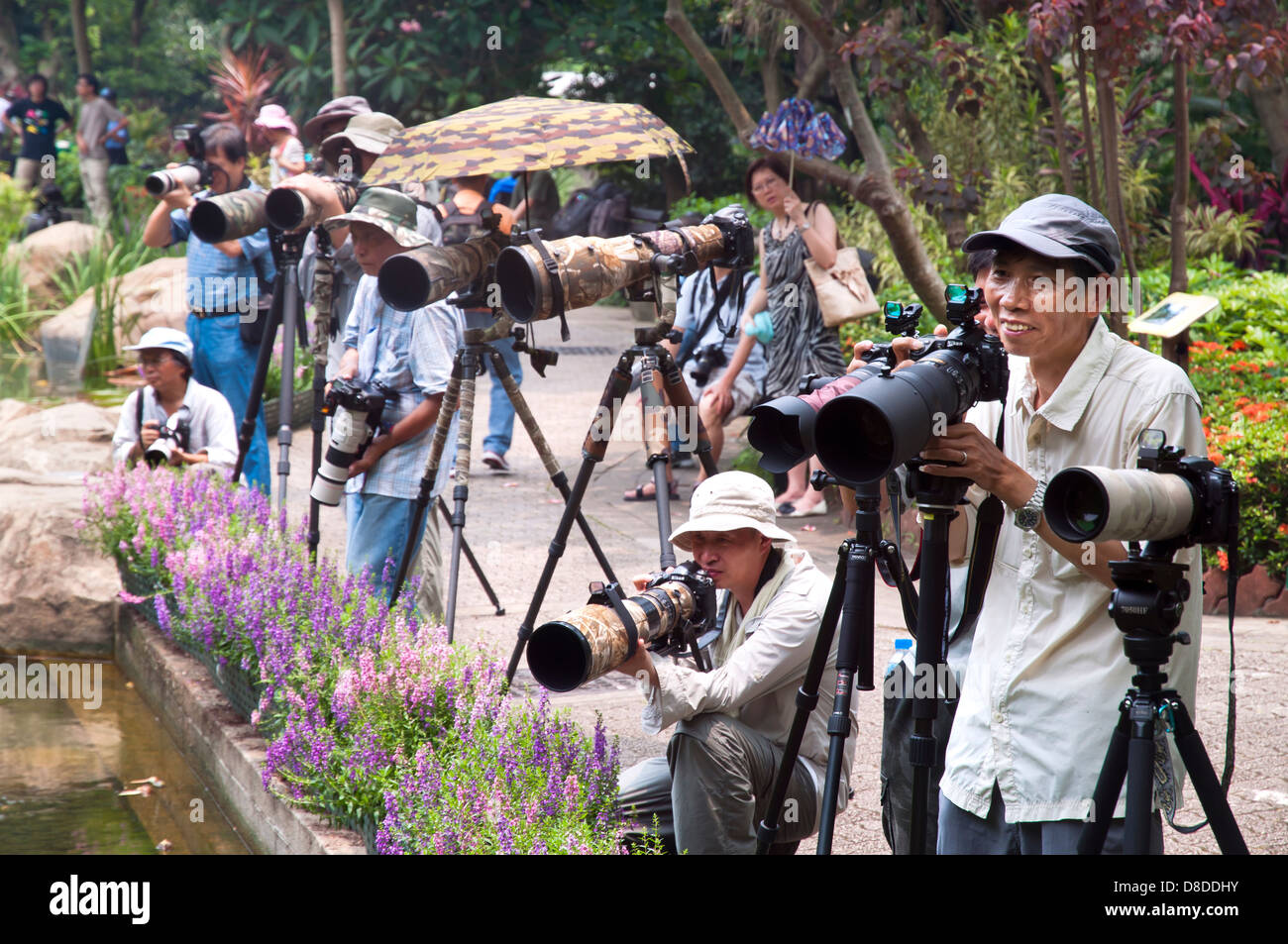 Lokalen Naturfotografen versammeln sich im Hong Kong Park, Hong Kong Island Stockfoto