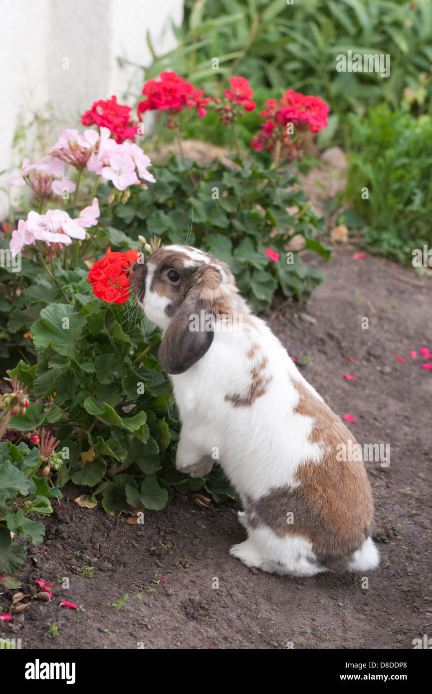 Holland Lop Hauskaninchen schnüffeln Geranien im Garten Stockfoto