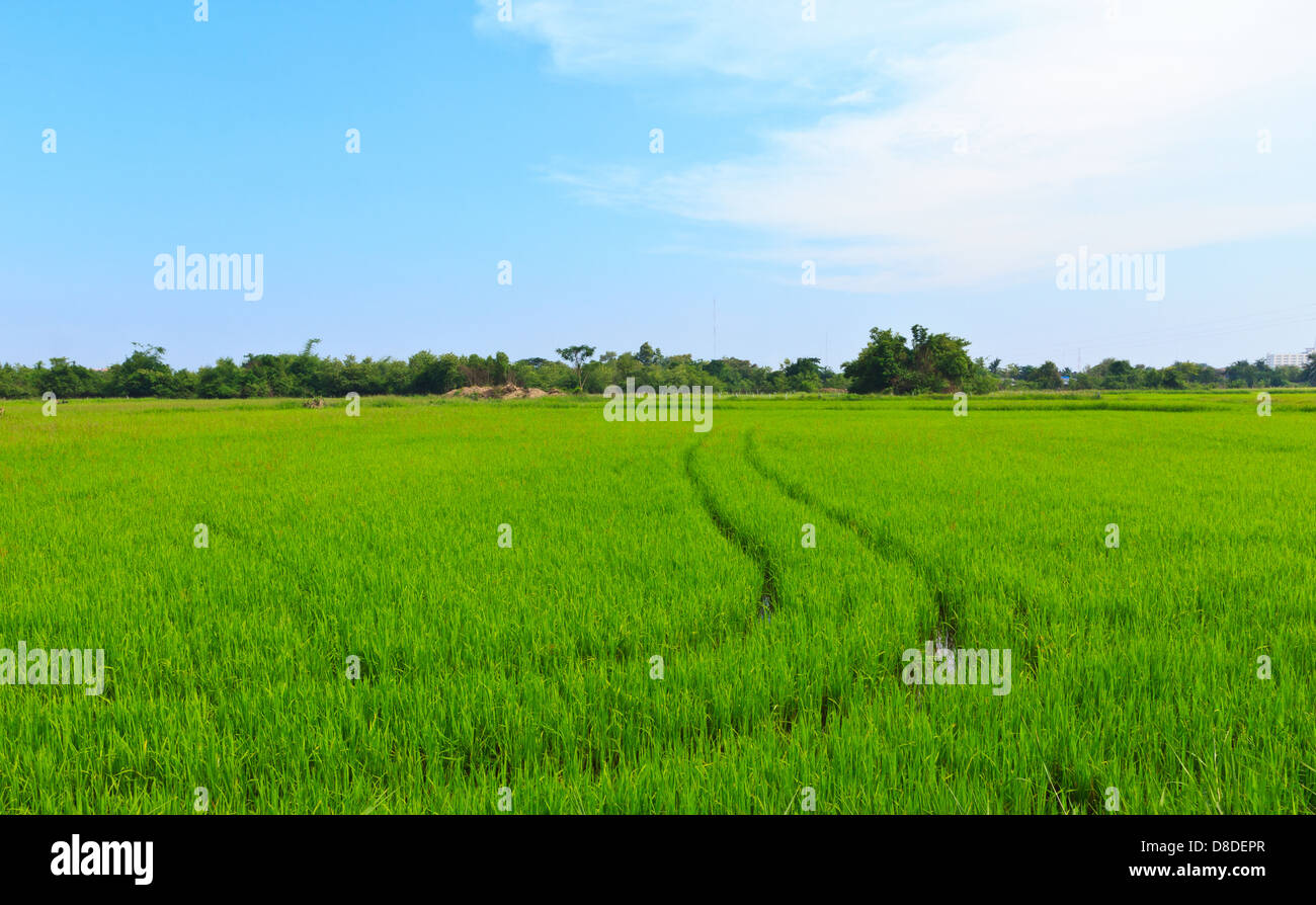 Natürliches Feld von Reis und blauer Himmel im ländlichen Raum. Stockfoto