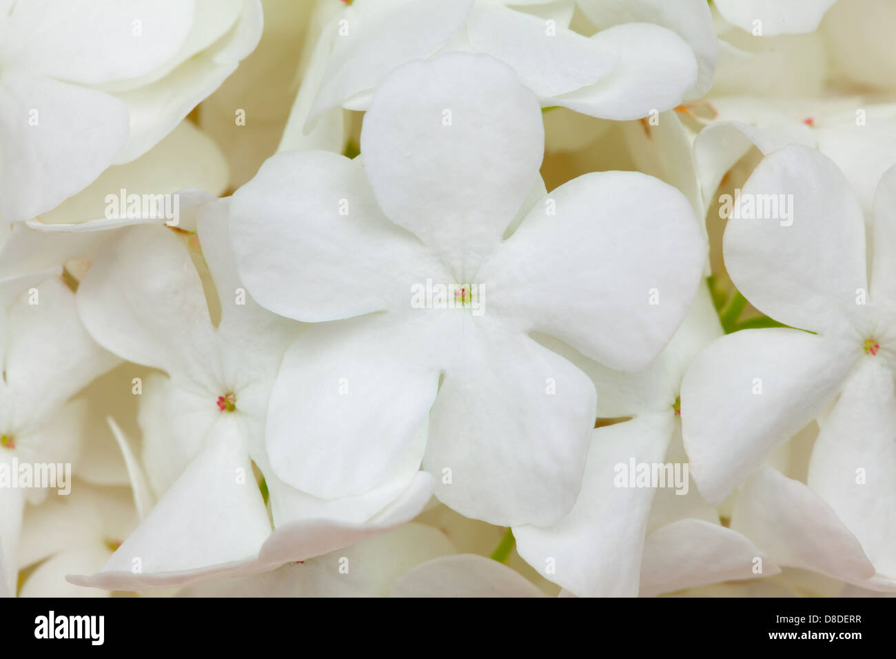 weiße Blume Hintergrund oder organische natürliche Textur Stockfoto