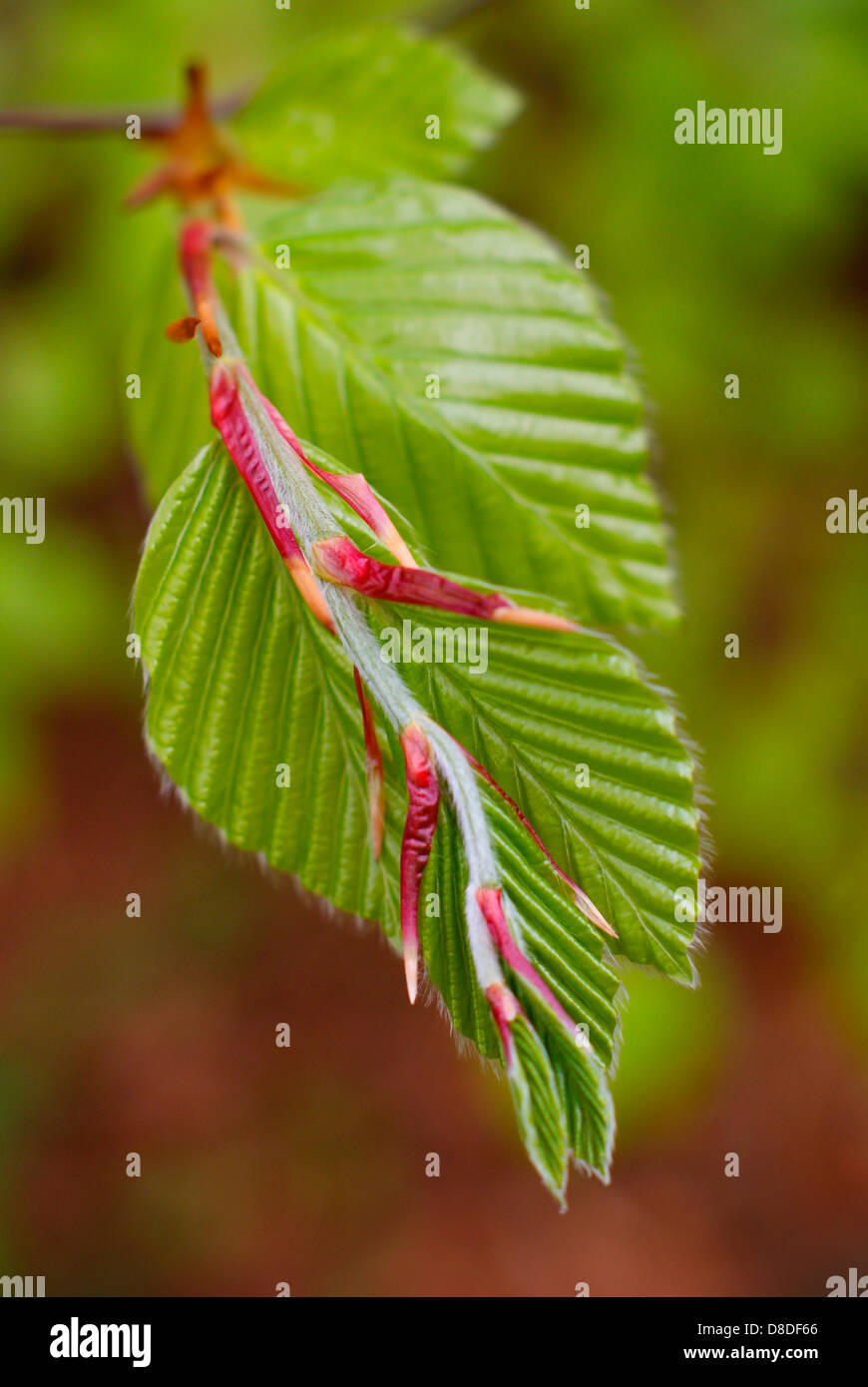 Frische junge, die Buche verlässt Schwellen- und unfurling im Frühling - Fagus Sylvatica, Buche europäischen/Common. Stockfoto