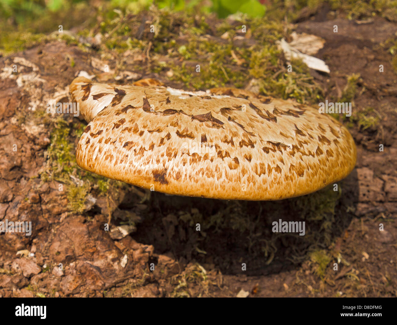 Polyporus Squamosus, die Dryade Sattel wächst auf Baumstamm in Wäldern am Brockholes Natur Resreve, Preston, lancashire Stockfoto