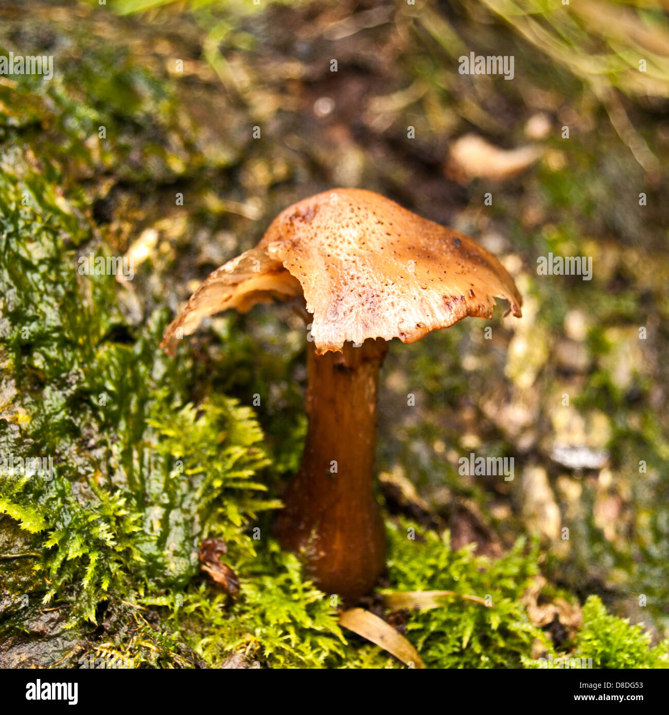 Inocybe Napipes bauchige Fibrecap Stockfoto