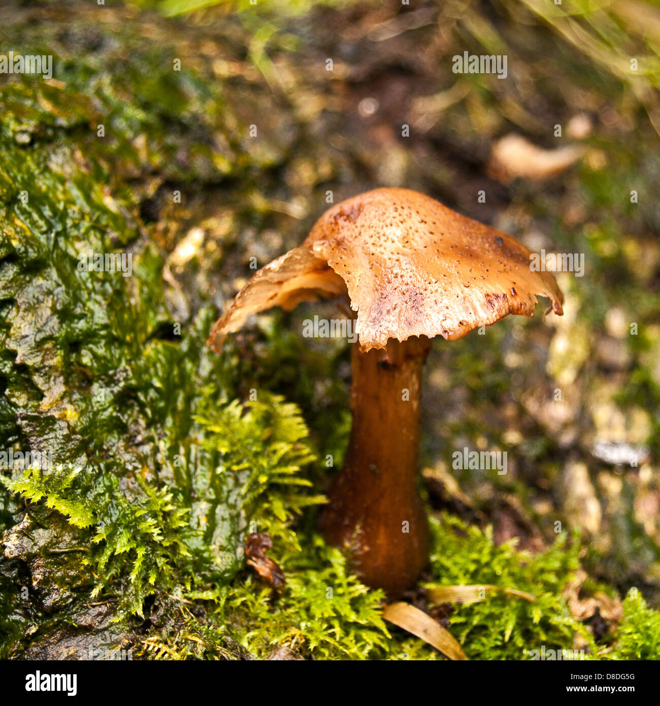 Inocybe Napipes bauchige Fibrecap Stockfoto