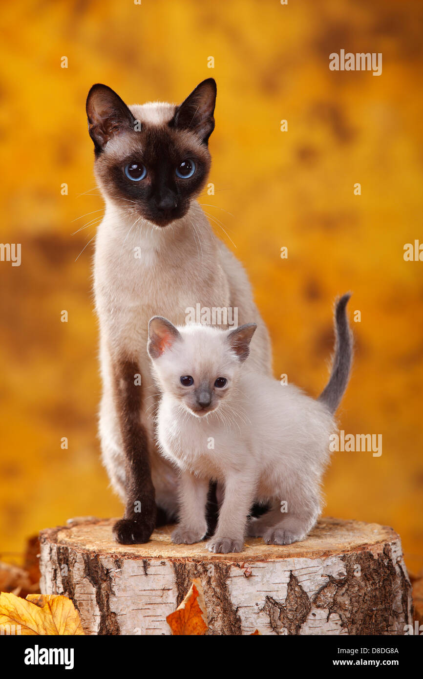 Klassische Siamkatze, Seal-Point, mit Kätzchen, Zimt-Punkt Stockfoto