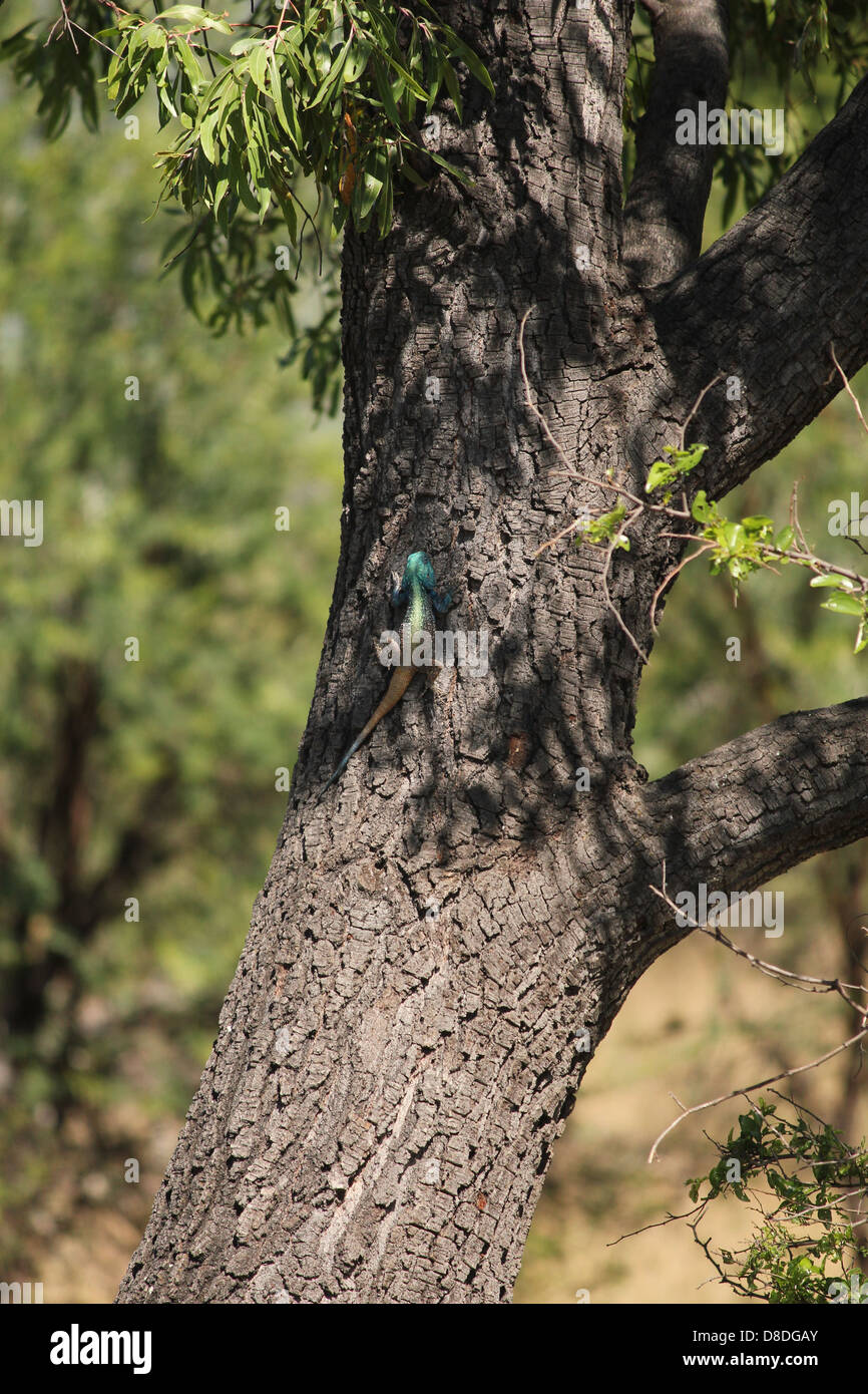 Baum agama Stockfoto