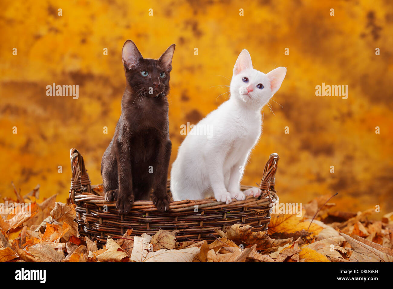 Orientalisch Kurzhaarkatze Havanna Und Klassische Siamkatze