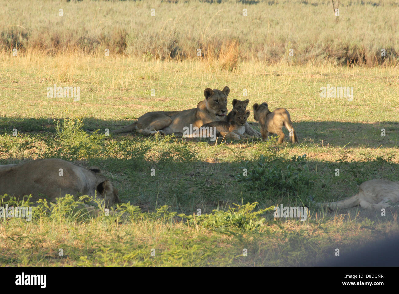 Junge Liebe Stockfoto