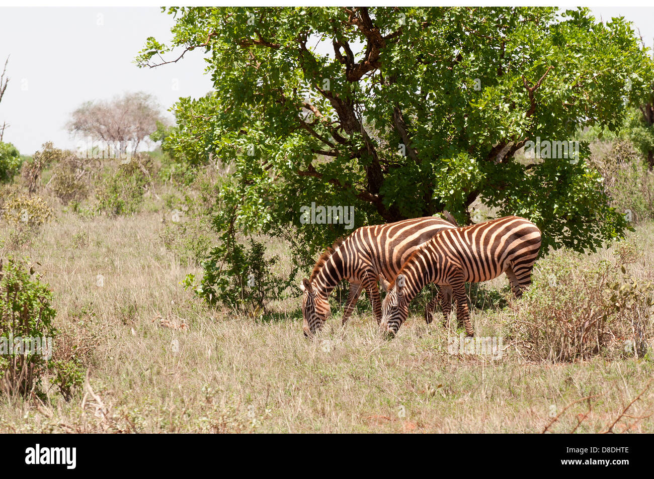 Zebras in Amboseli und Tsavo-Nationalparks, Kenia Stockfoto