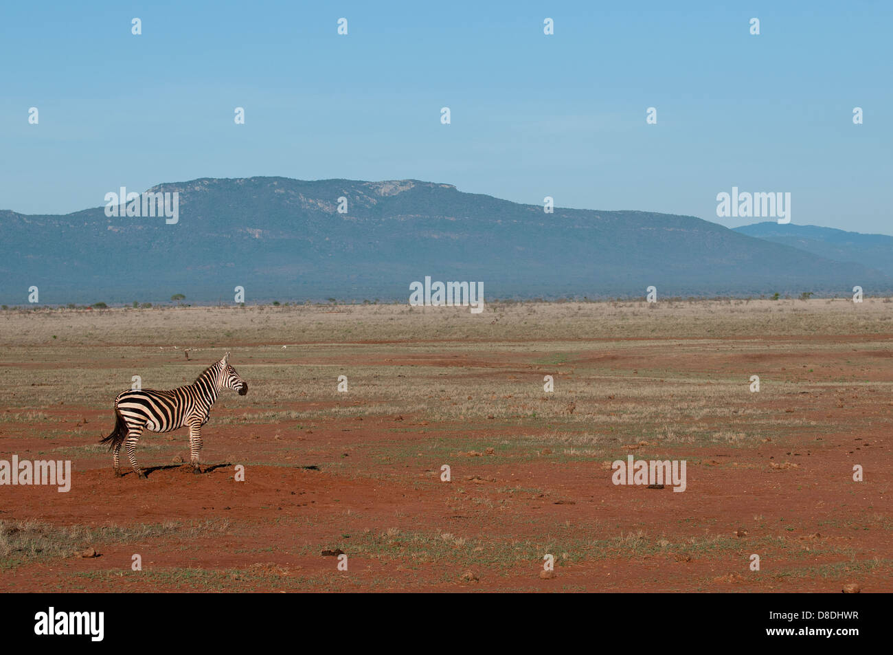 Zebras in Amboseli und Tsavo-Nationalparks, Kenia Stockfoto