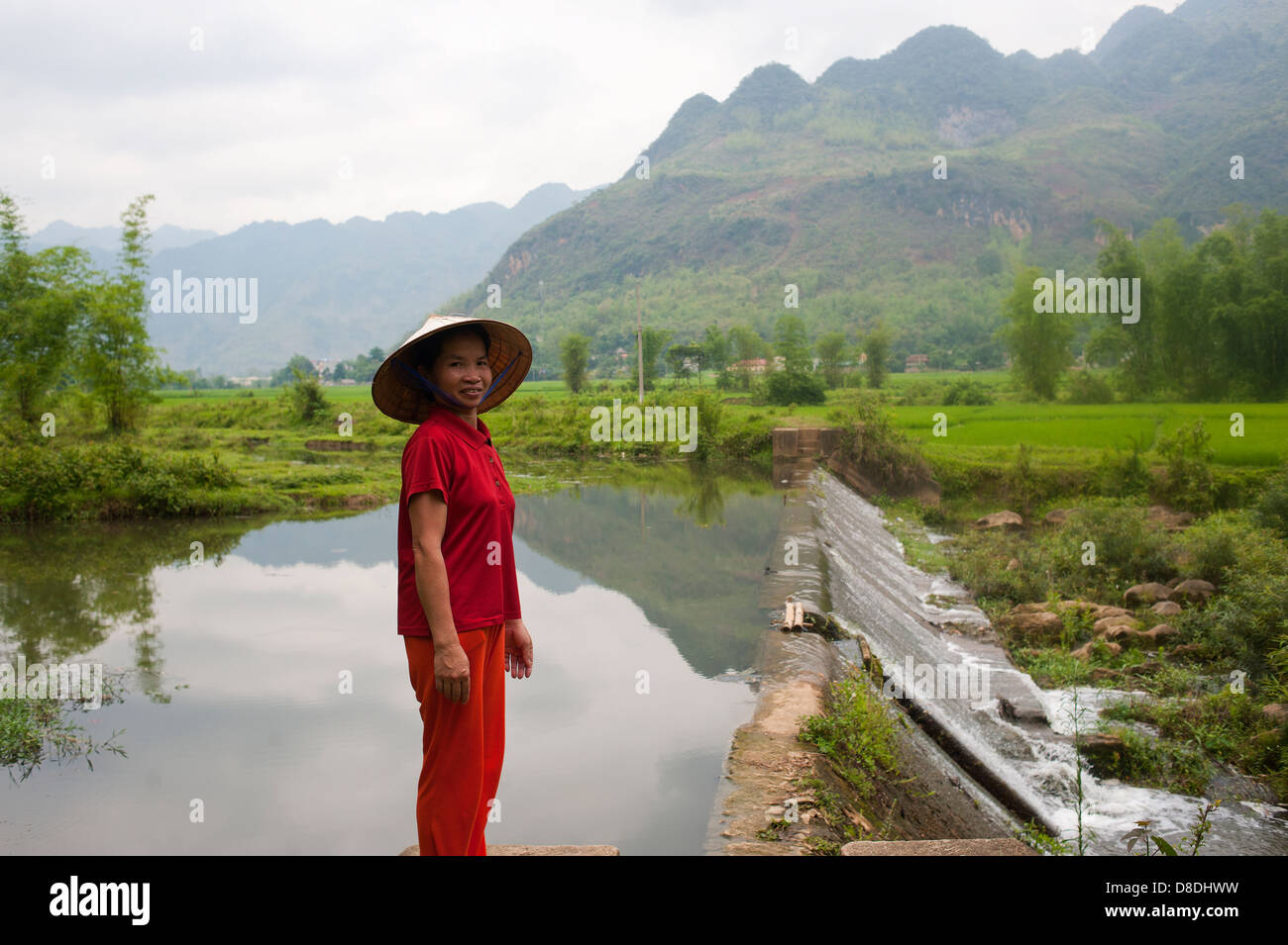 Sapa Region, Nord-Vietnam - Frau arbeitet im Reisfeld Stockfoto