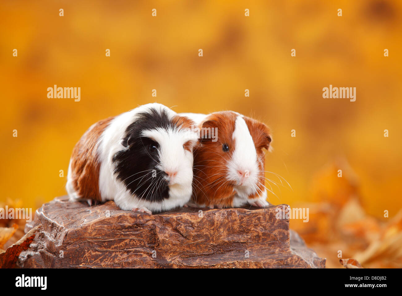 Meerschweinchen Sheltie, rot-weiß und Meerschweinchen Coronet, Schildpatt-weiß Stockfoto