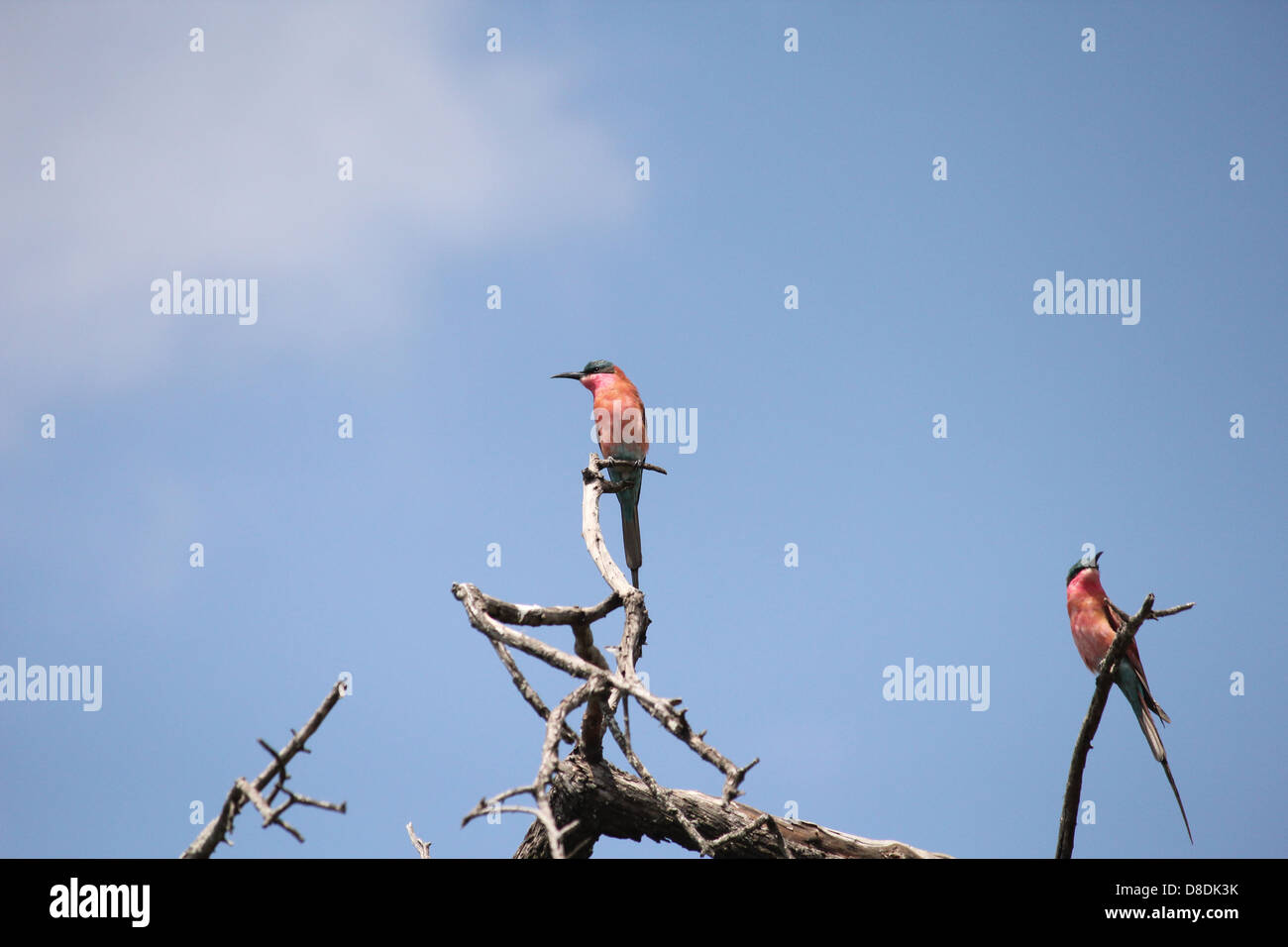 Carmine Bienenfresser Stockfoto