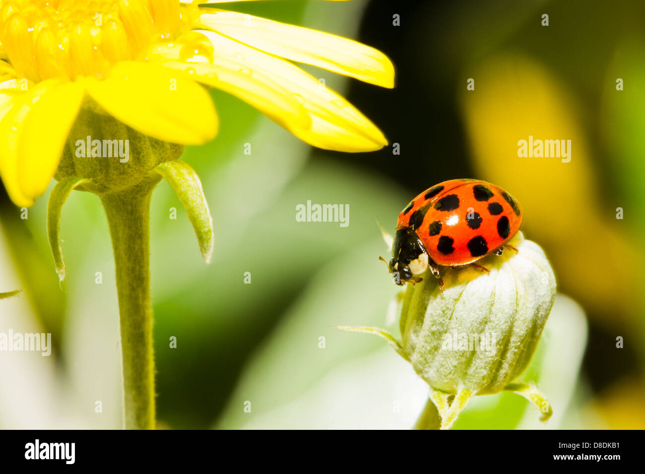 Lady Bird und eine gelbe Blume Stockfoto