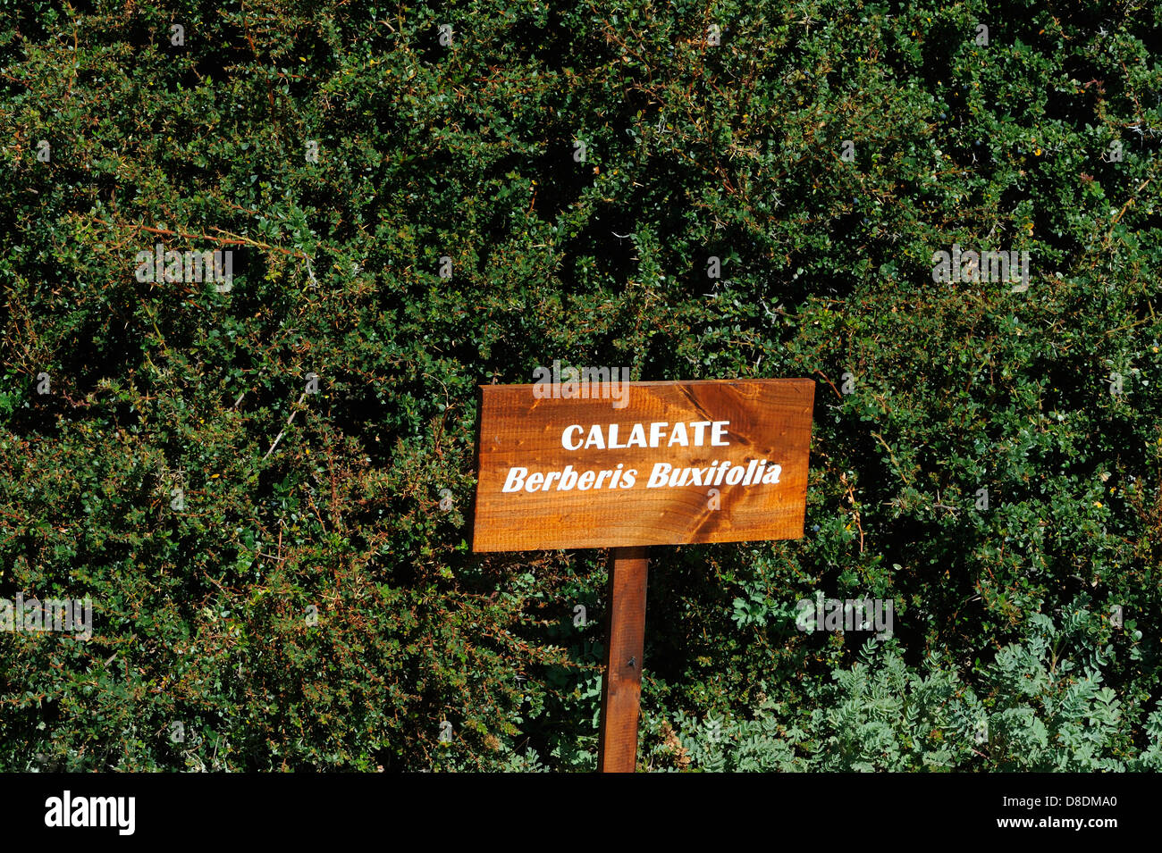Ein Strauch von Calafate (Berberis Buxifolia) mit einem Schild. Otway Sound. Punta Arenas, Republik Chile. Stockfoto