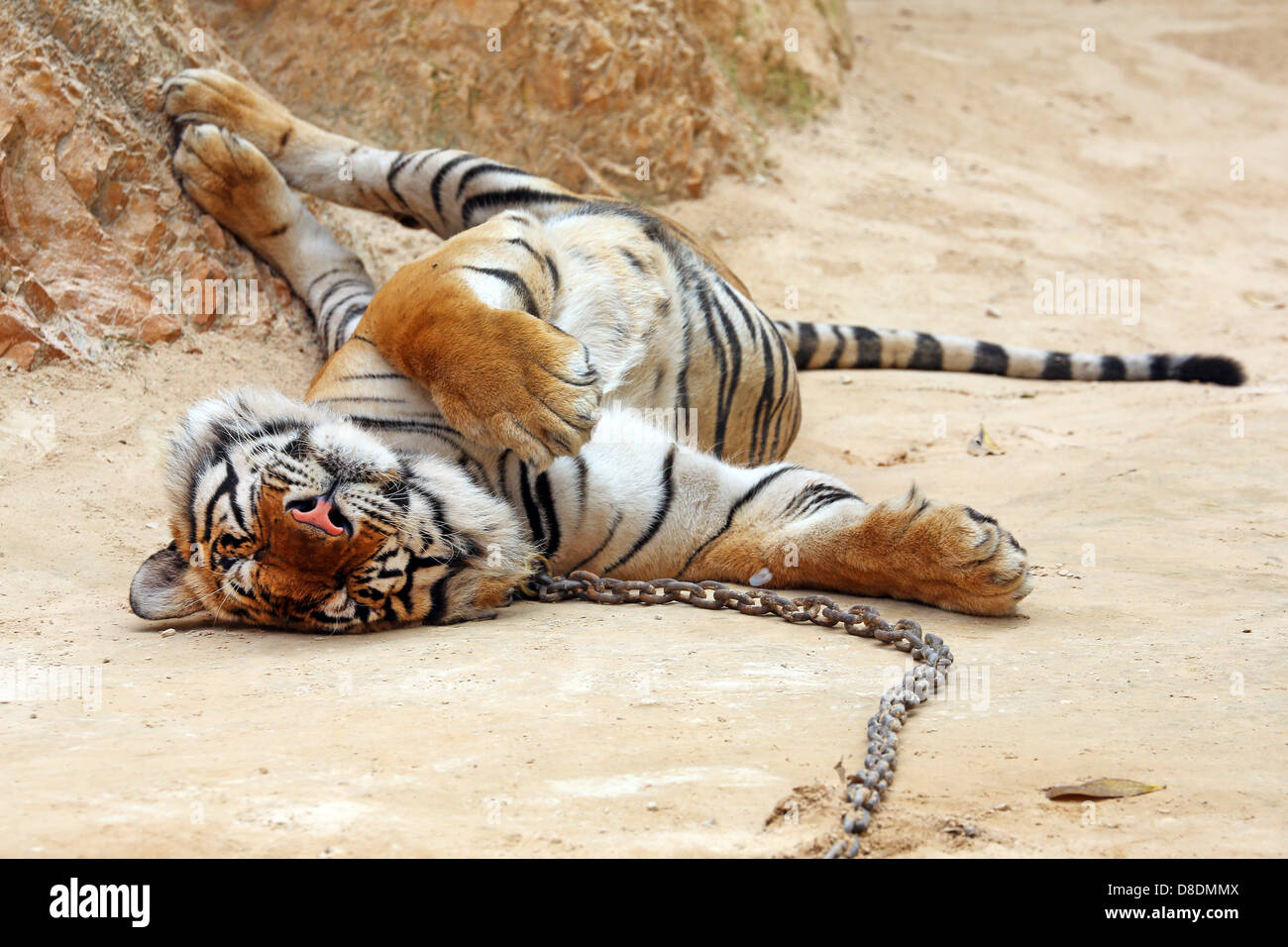 Kanchanaburi, Thailand. 26. Mai 2013. Tiger sind an das Leben in heißen Ländern verwendet, aber auch die besten von ihnen nicht widerstehen, im Wasser zu spielen, wenn es wirklich heiß wird oder einfach nur chillen, allein oder mit einem freundlichen Mönch aus dem Tempel! Bildnachweis: Paul Brown/Alamy Live-Nachrichten Stockfoto