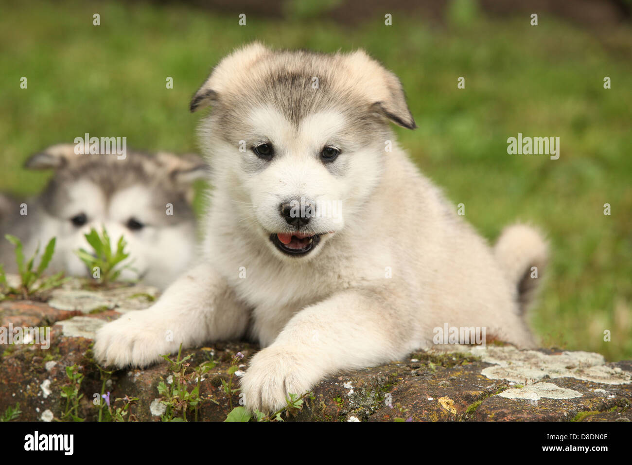 Alaskan Malamute Welpen steigt, während sie Sie betrachten Stockfoto