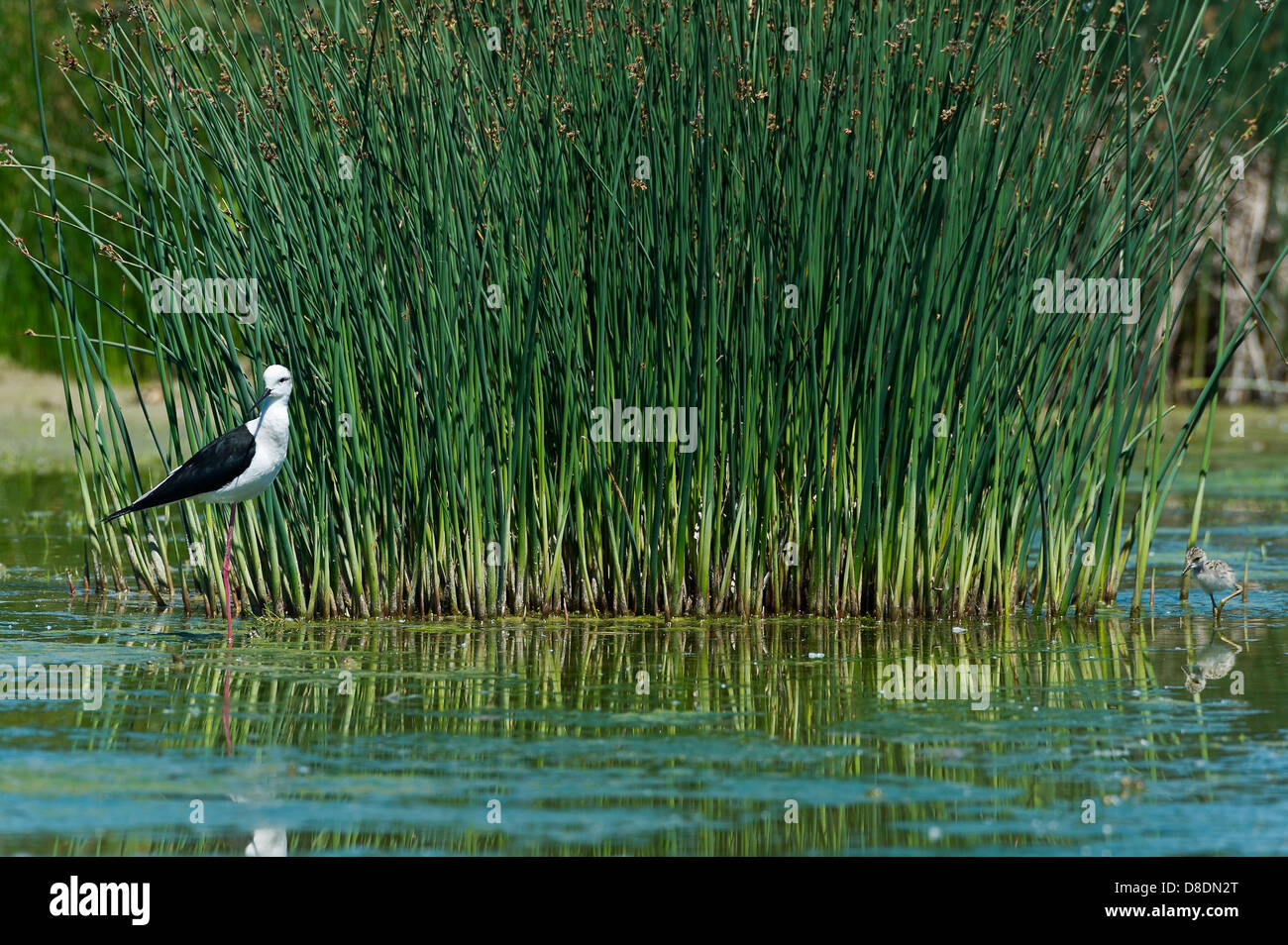 eine männliche Stelzenläufer mit einem Küken in einem Sumpf Stockfoto