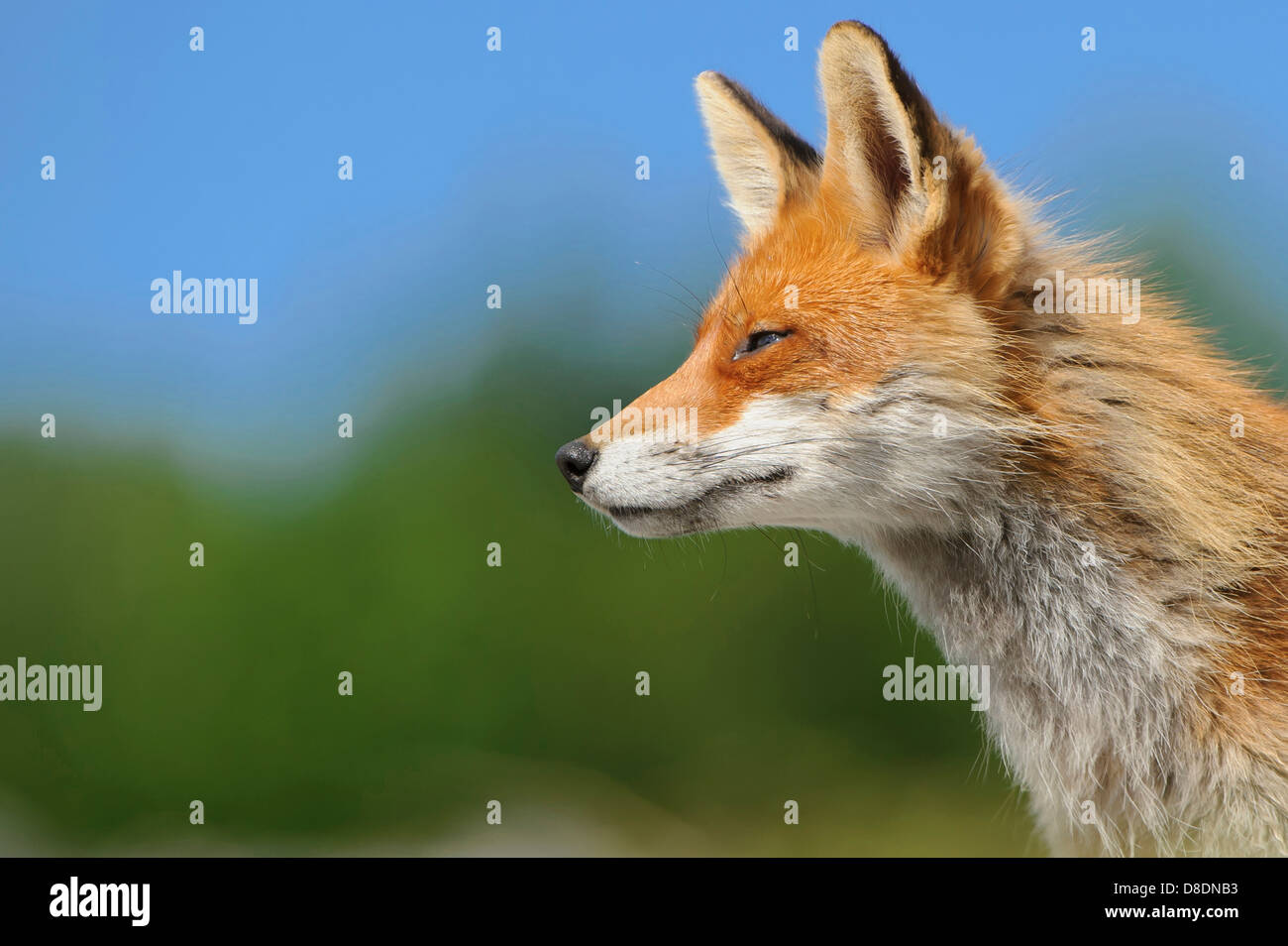 Rotfuchs Vulpes Vulpes, Lauvsnes, Norwegen Stockfoto