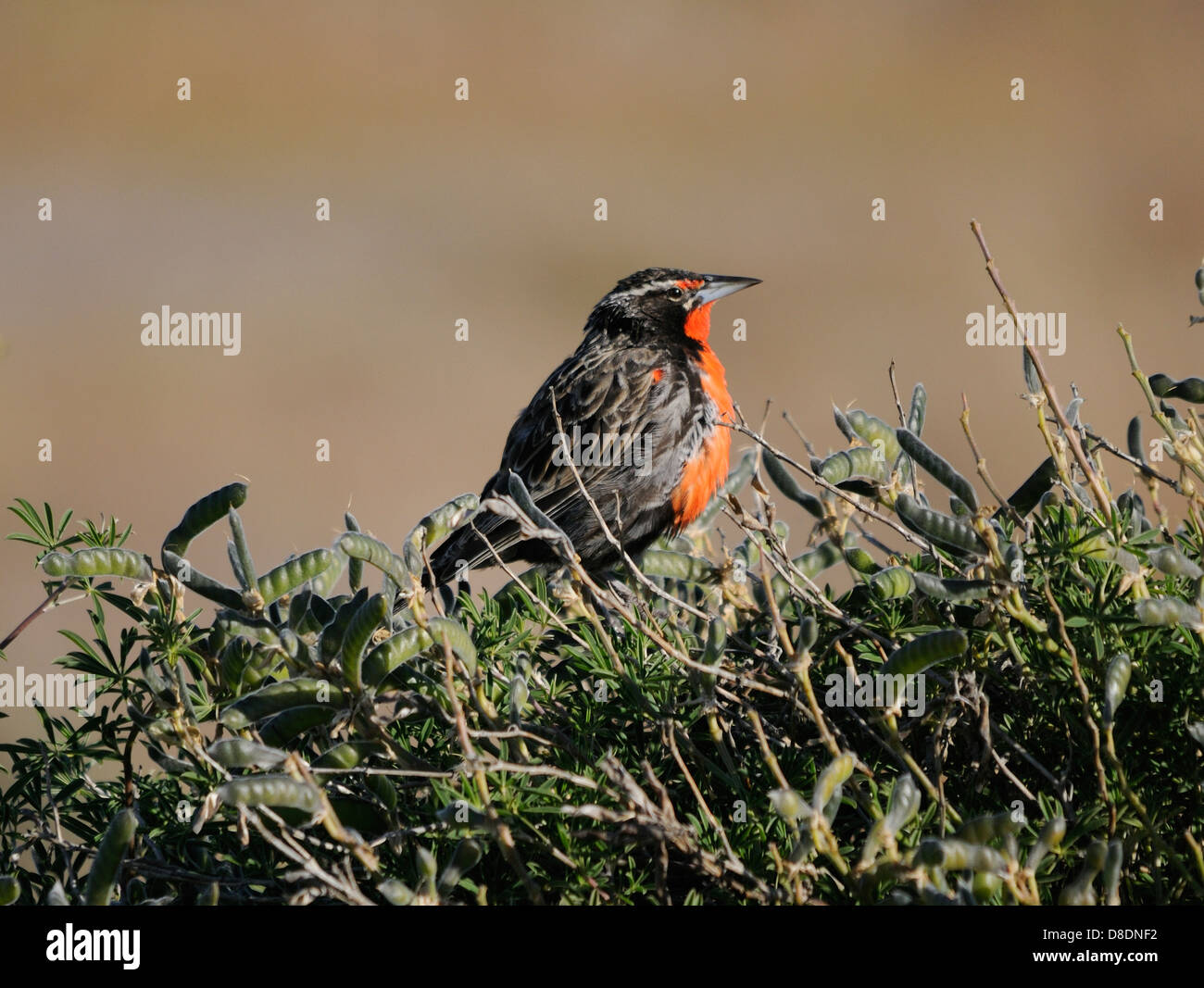 Eine lange tailed Meadowlark (Sturnella Loyca) sitzt auf der Leguminosen Hecke grenzt ein Gebiet westlich von Punta Arenas.  Punta A Stockfoto