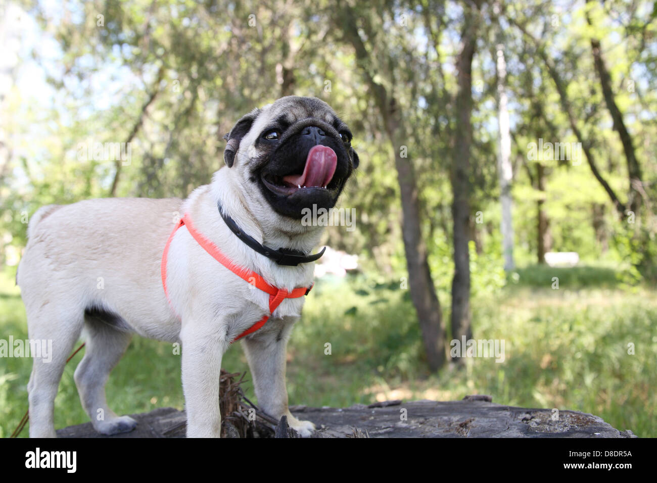 Hund Mops auf dem grünen Rasen in einem park Stockfoto